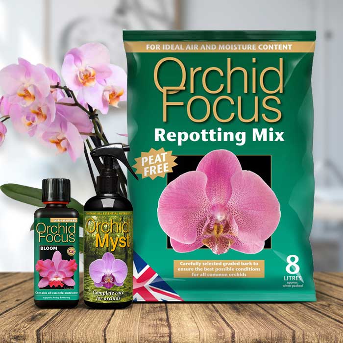 Moth Orchid Repotting Kit | Small Indoor Plants