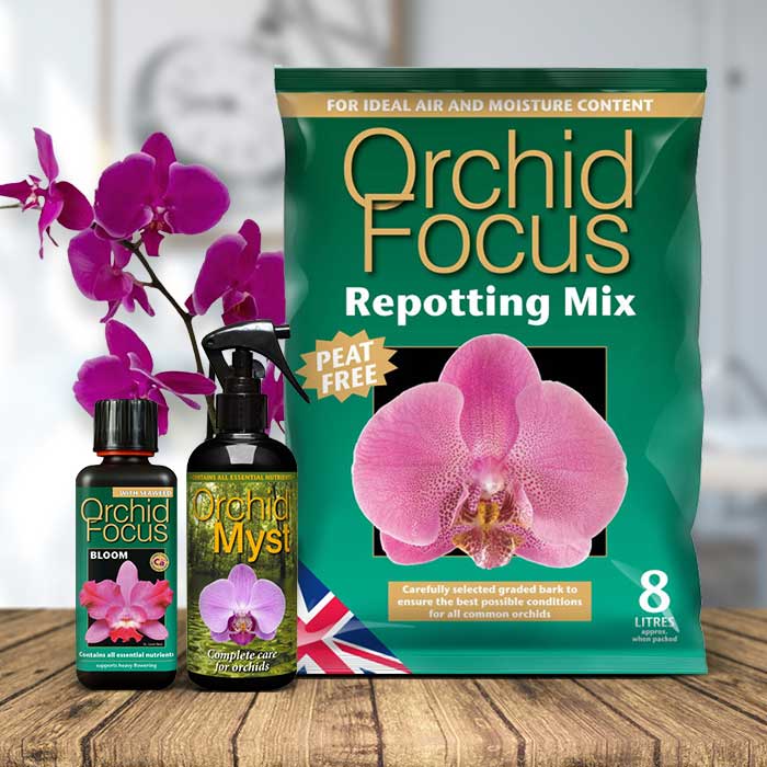 Phalaenopsis Orchid Repotting Kit | Small Indoor Plants