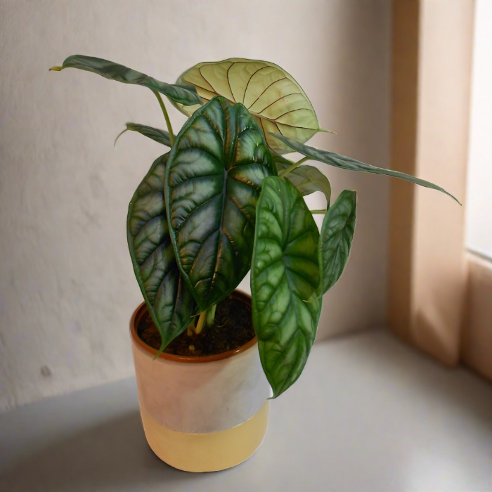 Alocasia Baginda Dragon plant in a hallway