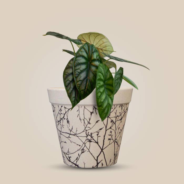 Alocasia Baginda Houseplant in a 13cm Nursery Pot with Bamboo Plant Pot