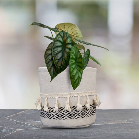 Alocasia Baginda with Cotton Pot