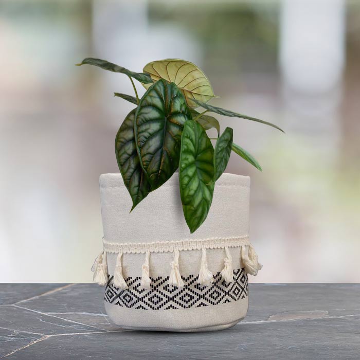 Alocasia Baginda House Plant in a 13cm Nursery Pot with Cotton Pot