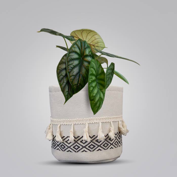 Alocasia Baginda House Plant in a 13cm Nursery Pot with Cotton Pot