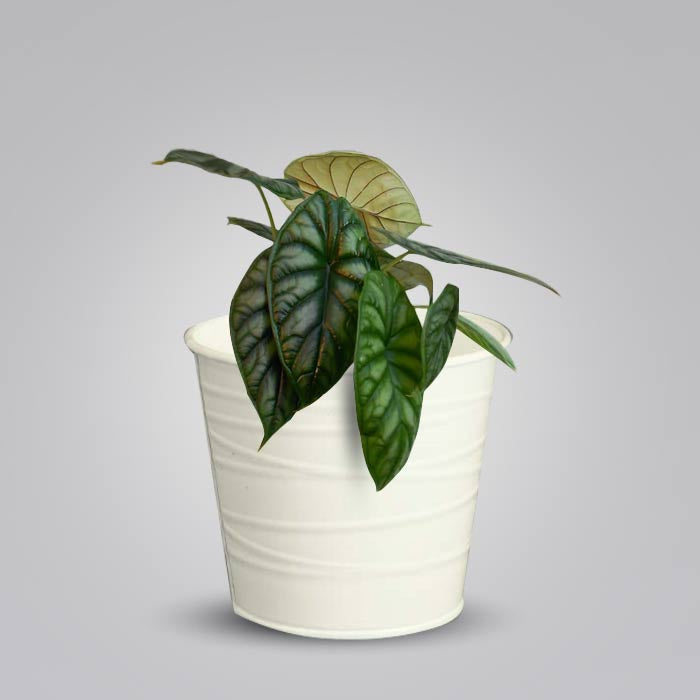 Alocasia Baginda Indoor Plant in a 13cm Nursery Pot with White Metal Pot