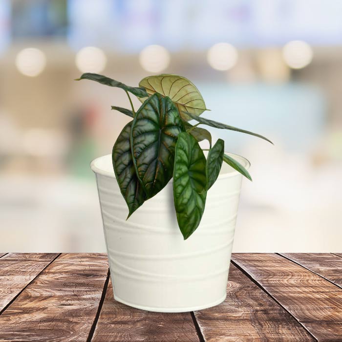 Alocasia Baginda Indoor Plant in a 13cm Nursery Pot with White Metal Pot