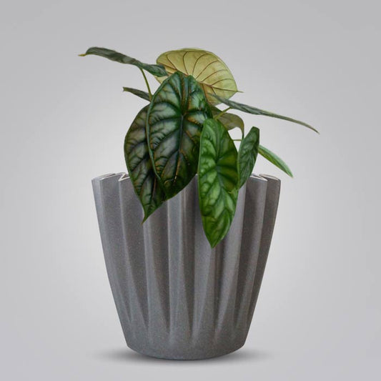 Alocasia Baginda Indoor Houseplant in a 13cm Nursery Pot with Grey Pot