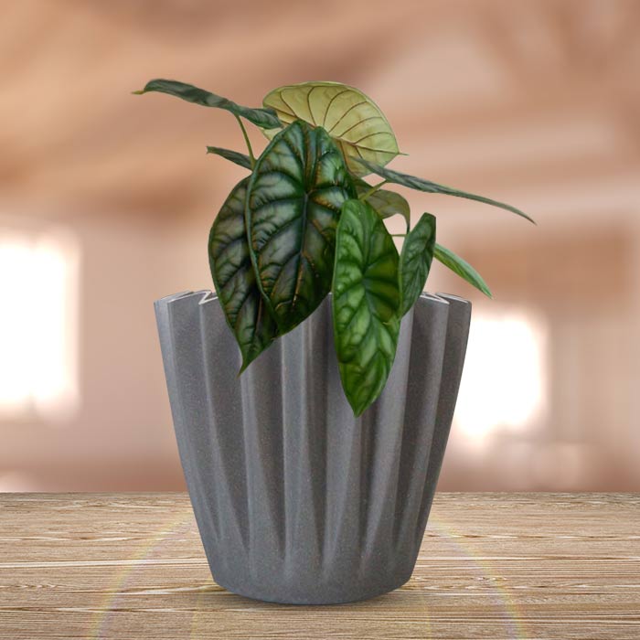 Alocasia Baginda Indoor Houseplant in a 13cm Nursery Pot with Grey Pot