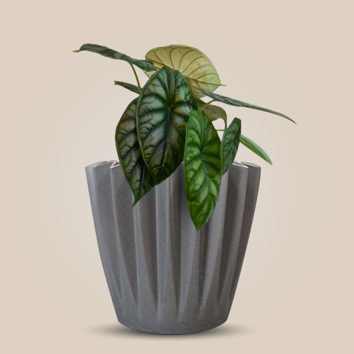 Alocasia Baginda Indoor Houseplant in a 13cm Nursery Pot with Grey Pot