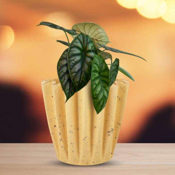 Alocasia Baginda Indoor House Plant in a 13cm Nursery Pot with Yellow Plant Pot