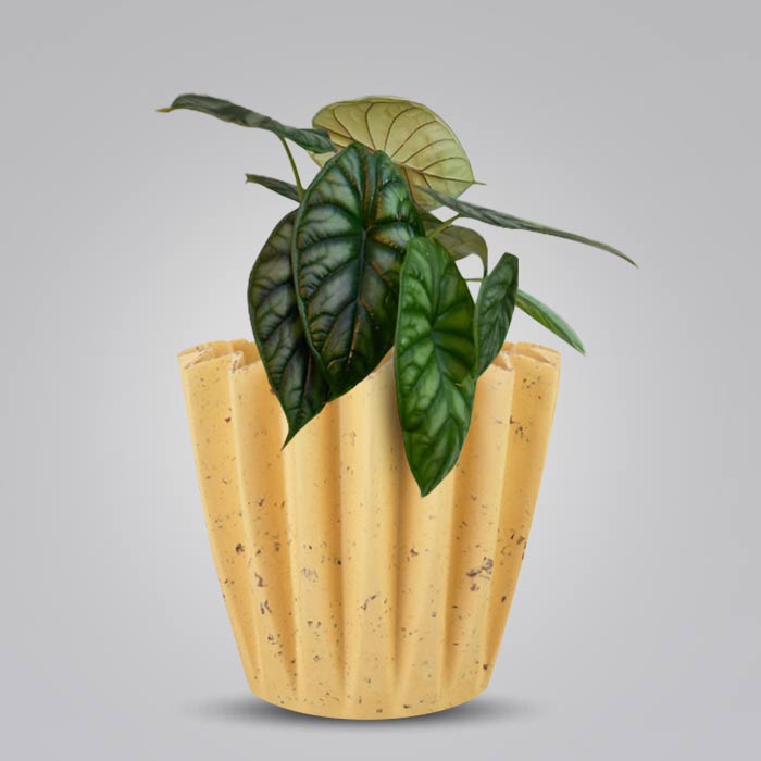 Alocasia Baginda Indoor House Plant in a 13cm Nursery Pot with Yellow Plant Pot