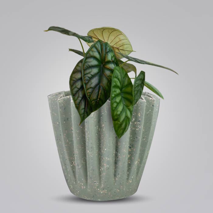 Alocasia Baginda Houseplant in a 13cm Nursery Pot with Sage Green Pot