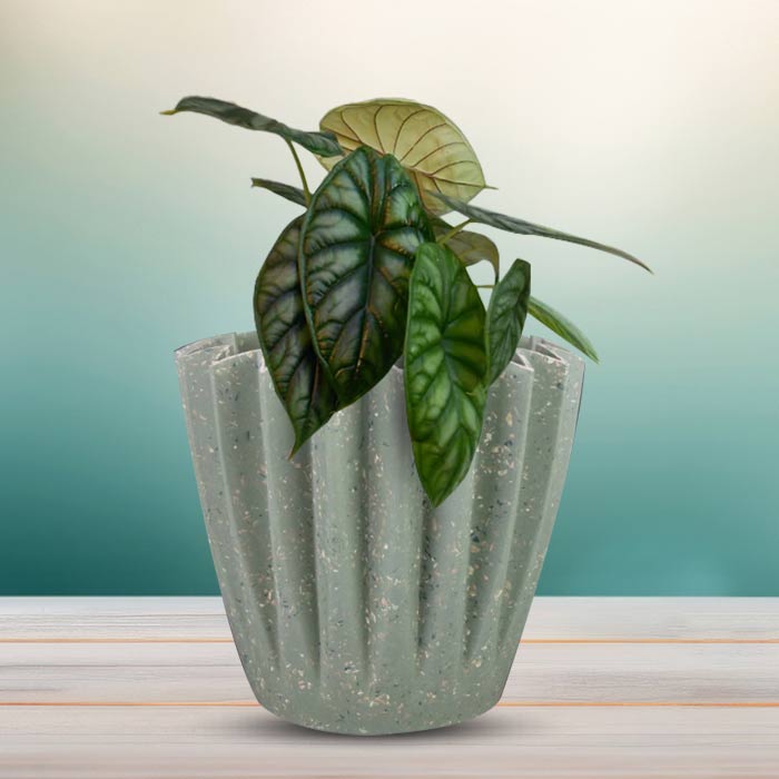 Alocasia Baginda Houseplant in a 13cm Nursery Pot with Sage Green Pot