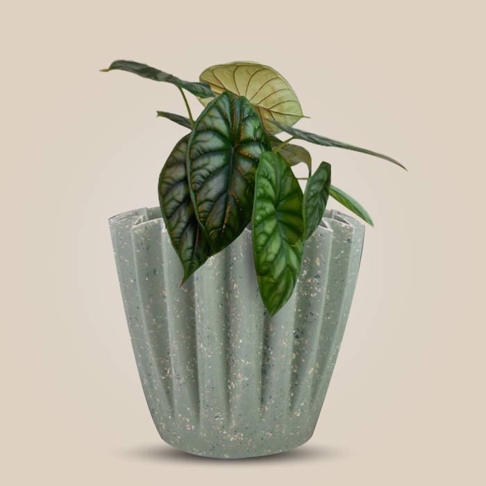 Alocasia Baginda Houseplant in a 13cm Nursery Pot with Sage Green Pot