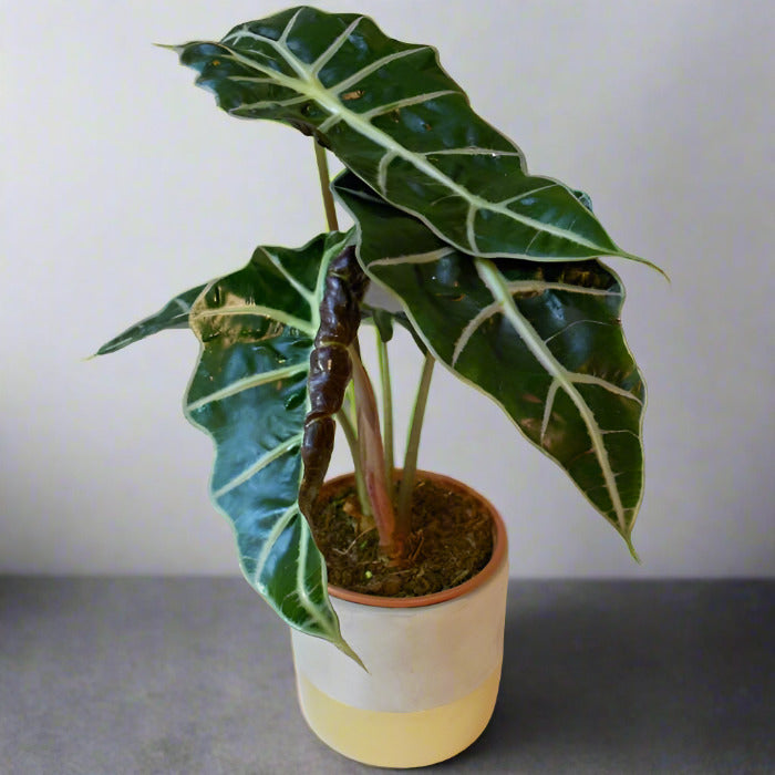 Elephant Ear Houseplant in a Ceramic Plant Pot