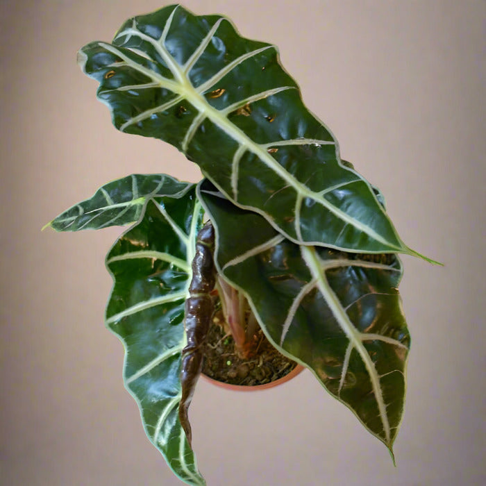 Alocasia Dwarf Amazonica Houseplant in a Ceramic Plant Pot