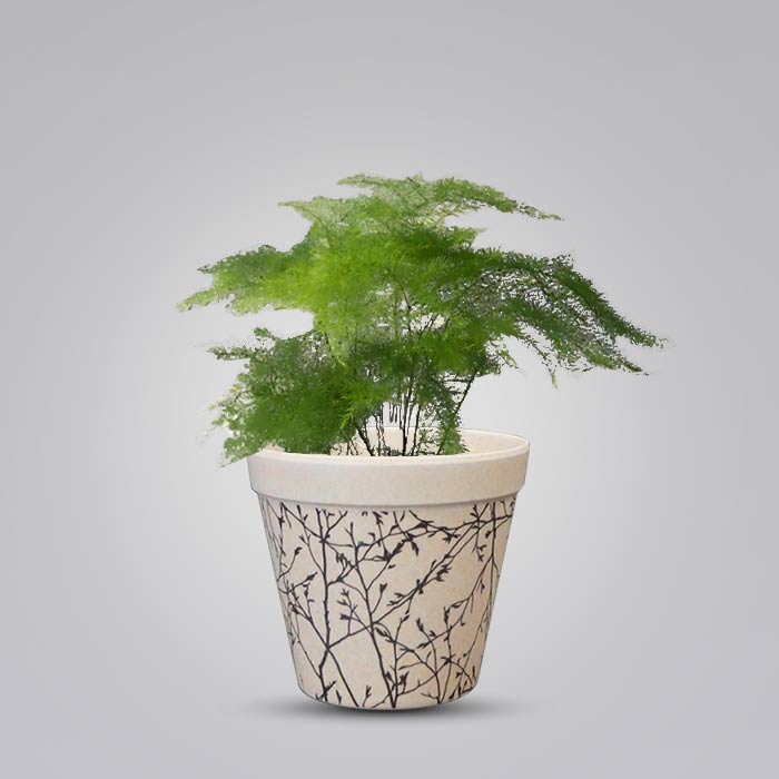 Asparagus Plumosus Houseplant in a 9cm Nursery Pot with Bamboo Plant Pot