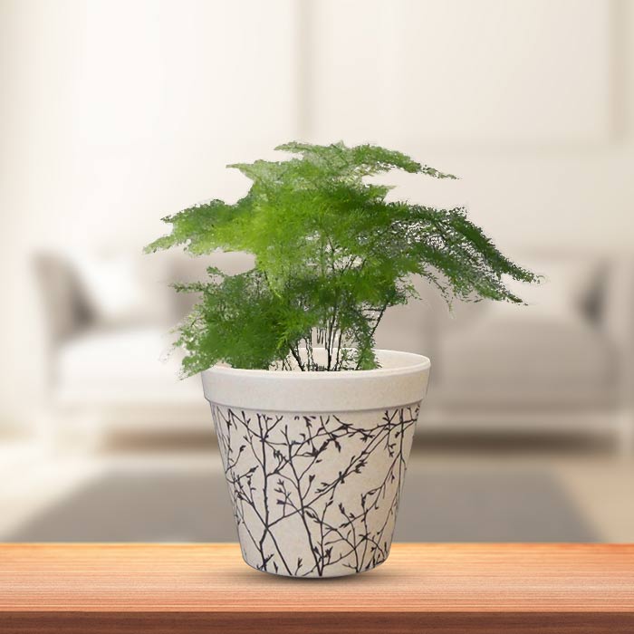 Asparagus Plumosus Houseplant in a 9cm Nursery Pot with Bamboo Plant Pot