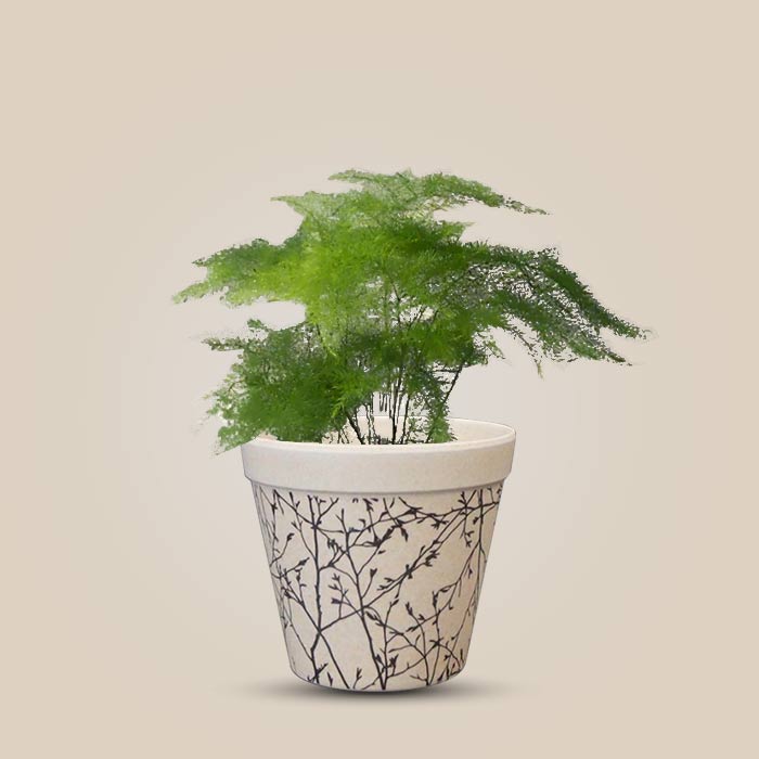 Asparagus Plumosus Houseplant in a 9cm Nursery Pot with Bamboo Plant Pot