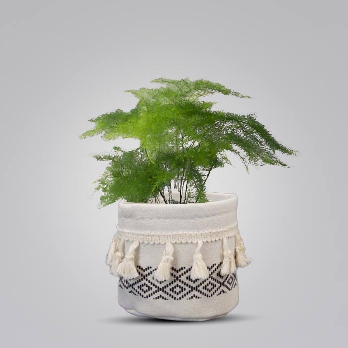 Asparagus Plumosus House Plant in a 9cm Nursery Pot with Cotton Pot