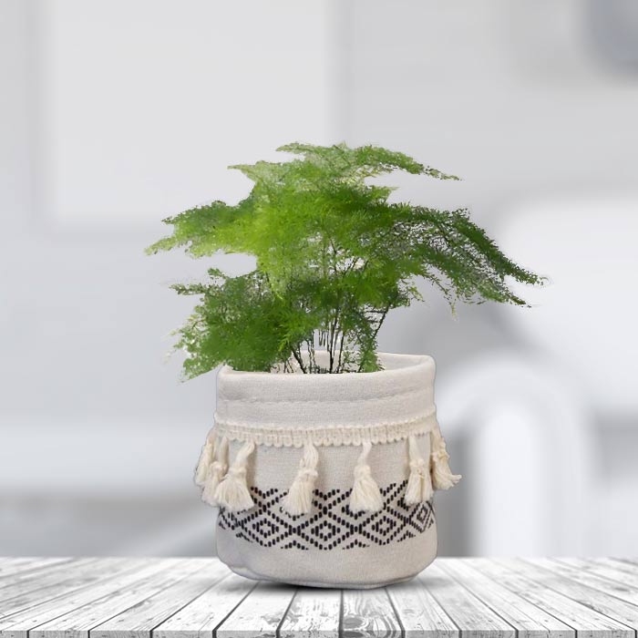 Asparagus Plumosus House Plant in a 9cm Nursery Pot with Cotton Pot