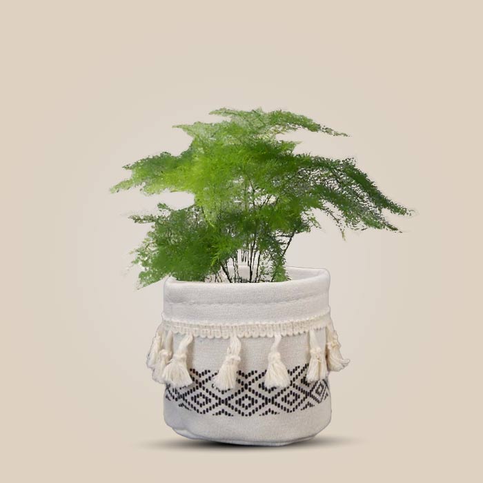 Asparagus Plumosus House Plant in a 9cm Nursery Pot with Cotton Pot