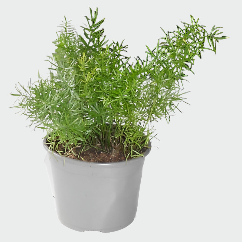 Asparagus Densiflorus houseplant in a nursery pot