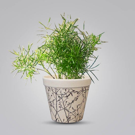 Asparagus Sprengii Houseplant in a 9cm Nursery Pot with Bamboo Plant Pot