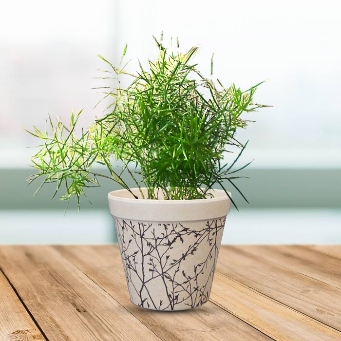 Asparagus Sprengii Houseplant in a 9cm Nursery Pot with Bamboo Plant Pot