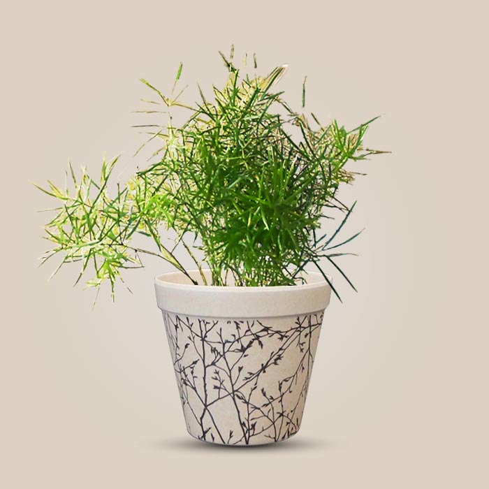 Asparagus Sprengii Houseplant in a 9cm Nursery Pot with Bamboo Plant Pot