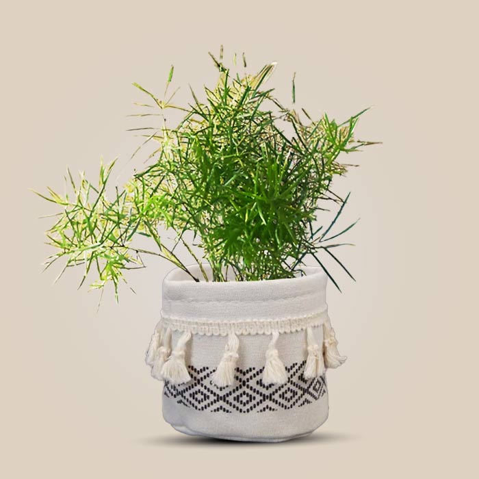 Asparagus Sprengii in Cotton Pot (9cm Nursery Pot)