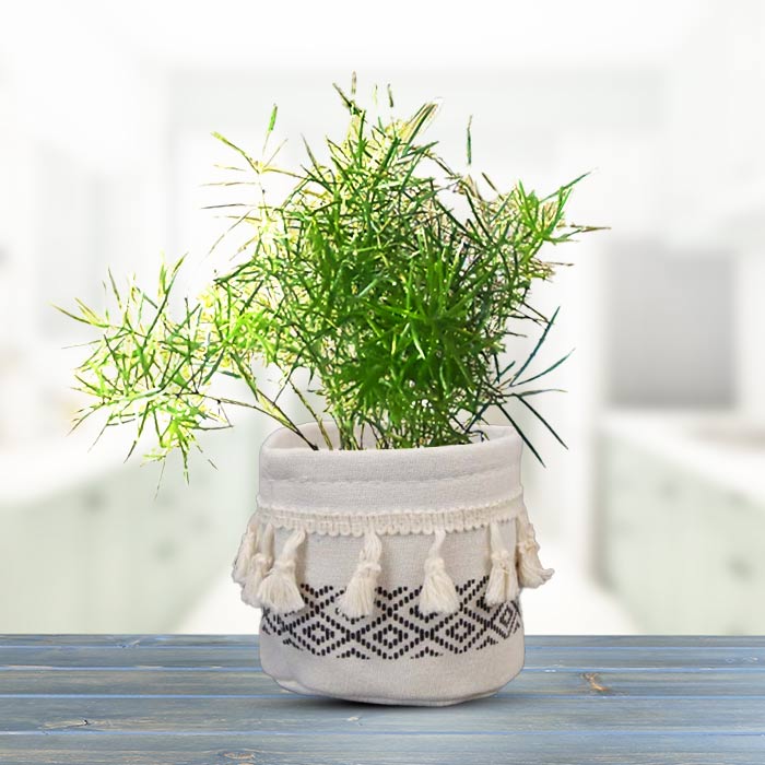 Asparagus Sprengii in Cotton Pot (9cm Nursery Pot)