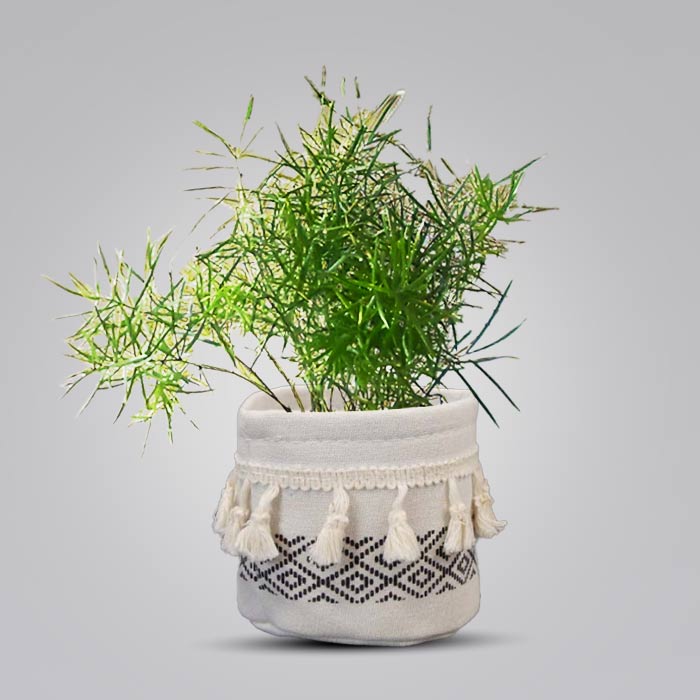 Asparagus Sprengii in Cotton Pot (9cm Nursery Pot)