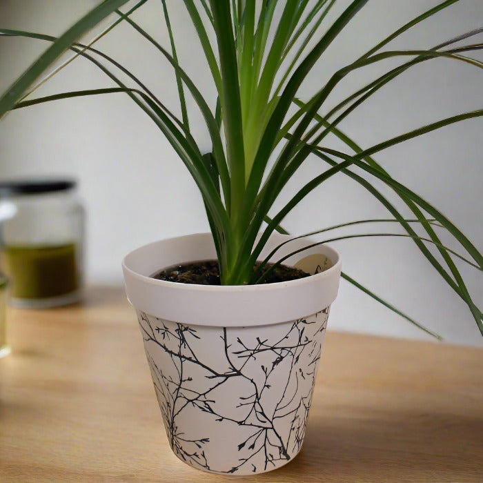 Beaucarnia recurvata houseplant in a bamboo pot