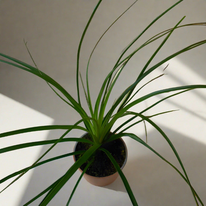 Ponytail palm houseplant from above