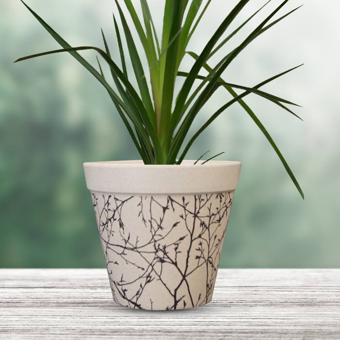 Ponytail Palm Houseplant in a 13cm Nursery Pot with Bamboo Plant Pot