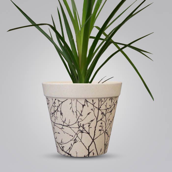 Ponytail Palm Houseplant in a 13cm Nursery Pot with Bamboo Plant Pot