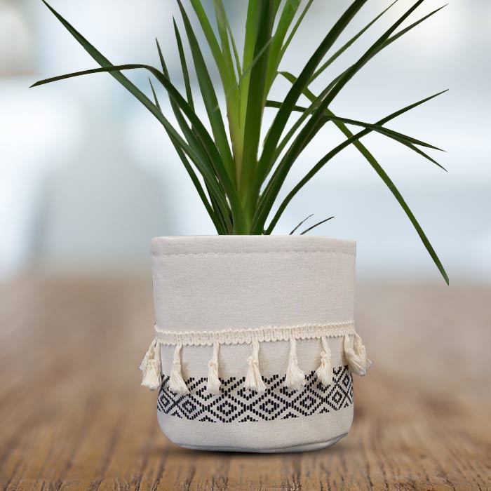 Ponytail Palm House Plant in a 13cm Nursery Pot with Cotton Pot