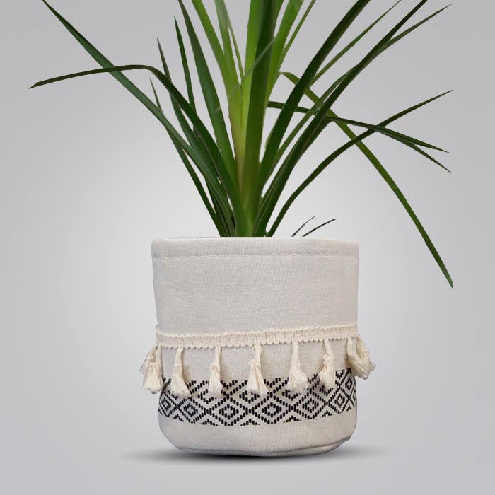 Ponytail Palm House Plant in a 13cm Nursery Pot with Cotton Pot