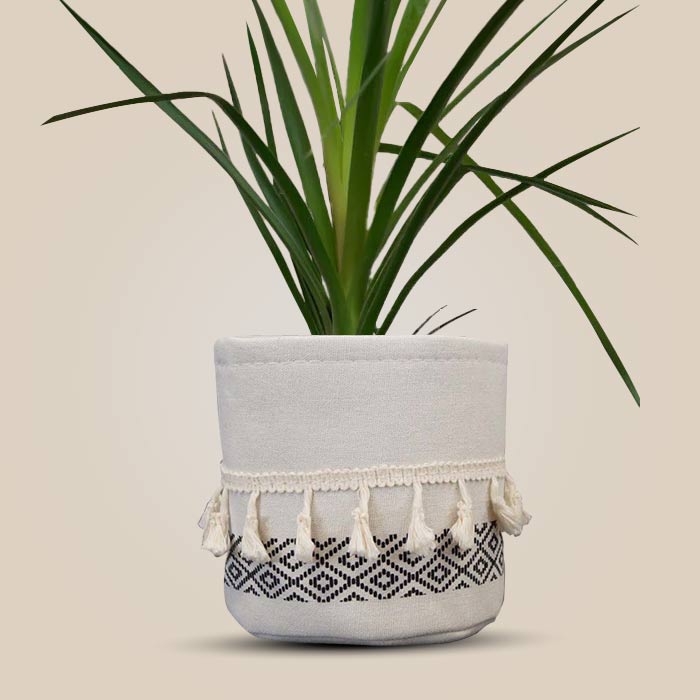 Ponytail Palm House Plant in a 13cm Nursery Pot with Cotton Pot