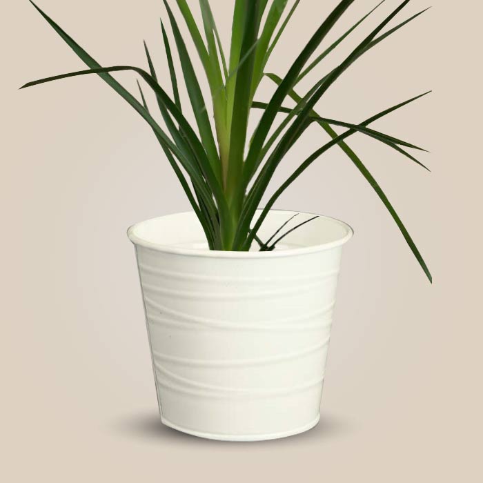 Ponytail Palm Indoor Plant in a 13cm Nursery Pot with White Metal Pot