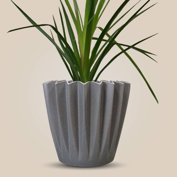 Ponytail Palm Indoor Houseplant in a 13cm Nursery Pot with Grey Pot