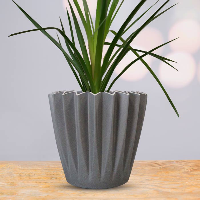 Ponytail Palm Indoor Houseplant in a 13cm Nursery Pot with Grey Pot