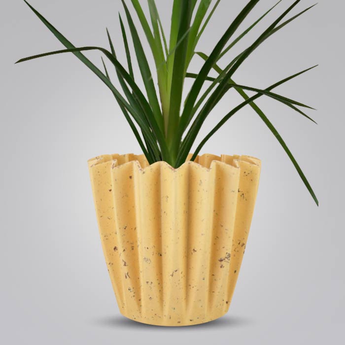 Ponytail Palm Indoor House Plant in a 13cm Nursery Pot with Yellow Plant Pot