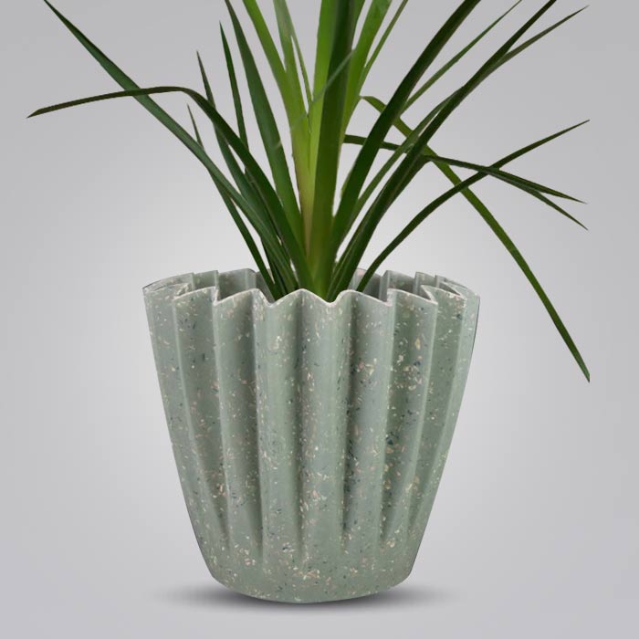 Ponytail Palm Houseplant in a 13cm Nursery Pot with Sage Green Pot