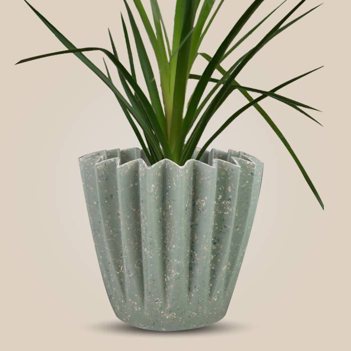 Ponytail Palm Houseplant in a 13cm Nursery Pot with Sage Green Pot