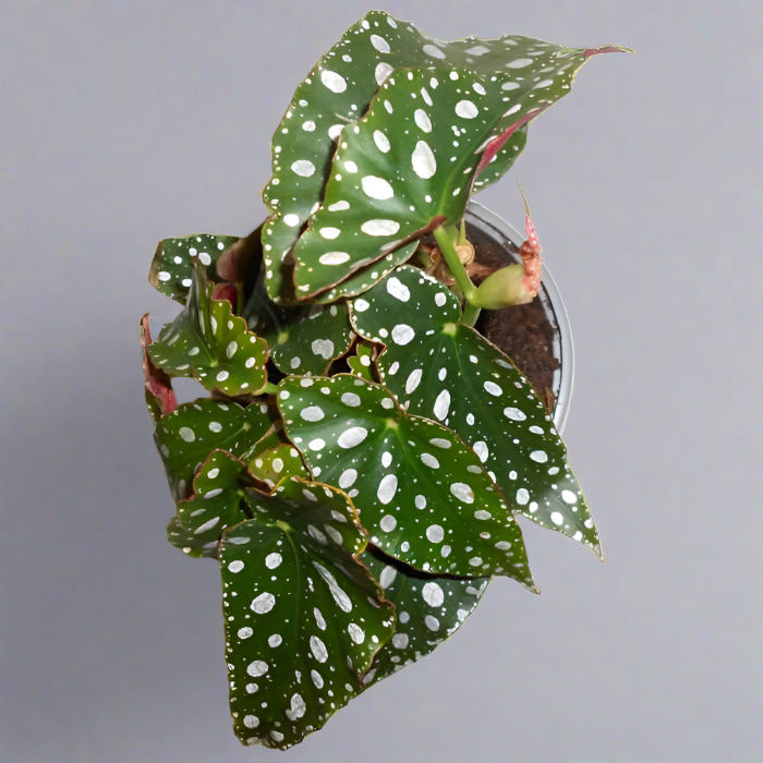 Polka Dot Begonia leaves