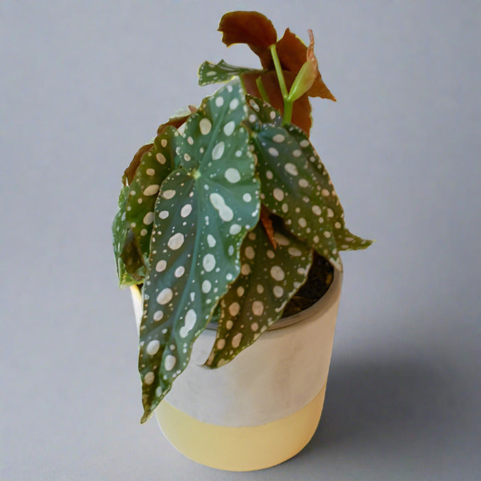 Begonia maculata houseplant