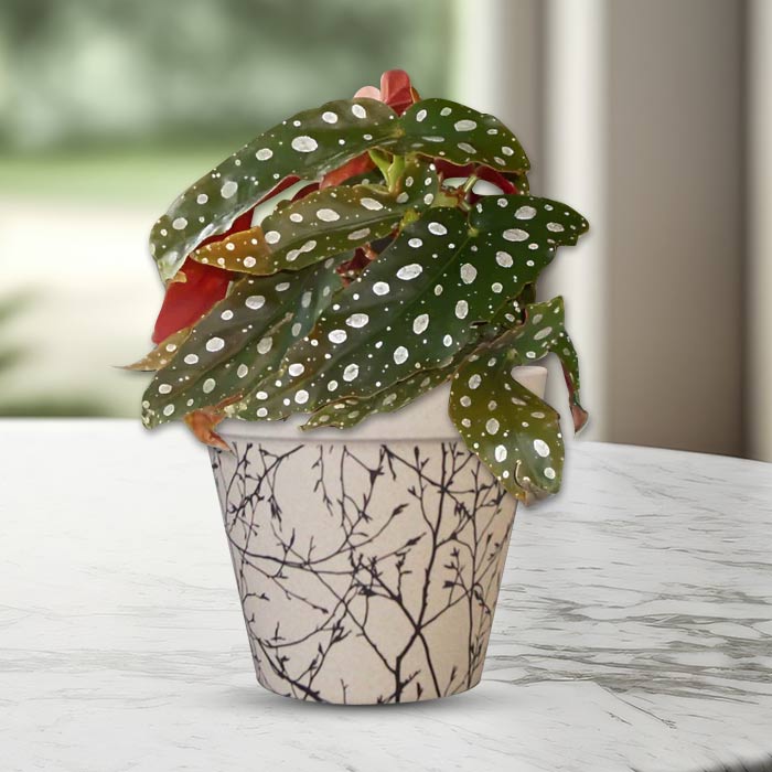 Begonia Maculata Pot Plant with a Bamboo Pot on marble surface