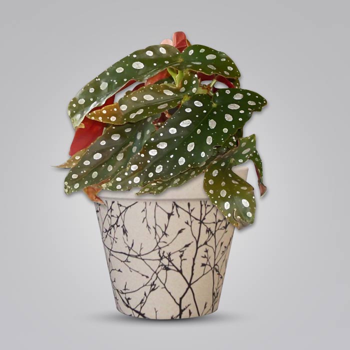 Begonia Maculata Pot Plant with a Bamboo Pot in neutral background