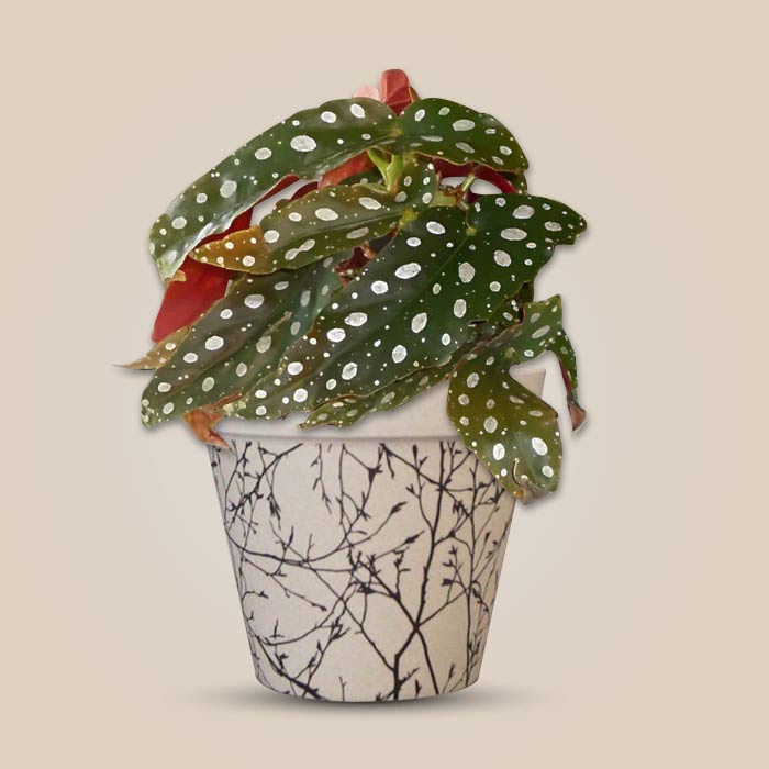 Begonia Maculata Pot Plant with a Bamboo Pot in white background